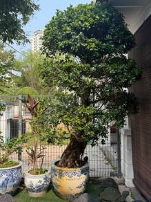 piece of large bonsai