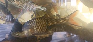 ikan sebarau (+- 11inch)