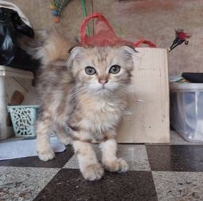 brown tabby highland fold