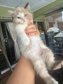 2 kitten utk dijual.