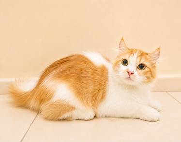 Munchkin Longhair