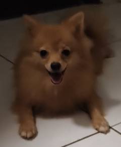 Purebred Yellow Pomeranian