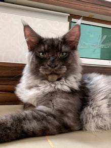 Maincoon black smoke