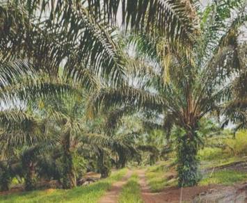 Agricultural-Land-for-sale-Kuala-Nerang-Kedah