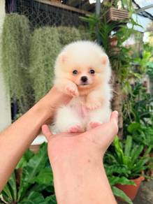 Pomeranian