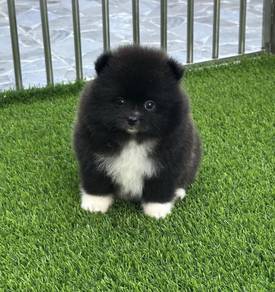 POMERANIAN PUPPIES VIP04 available cute cute