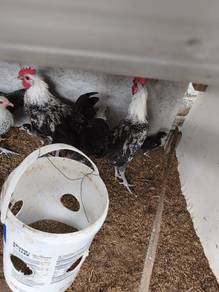 Ayam Arab