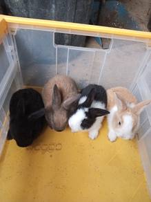 Baby arnab/rabbit utk dijual