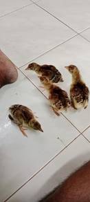 Burung Merak
