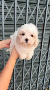 Maltipoo
