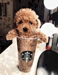 GGP9977 Tiny Poodle adorable pet dogs