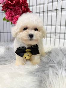 PPQ1 Cream White Tiny Poodle adorable cute puppy