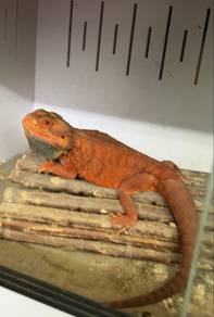 Bearded Dragon Dark Red Trans