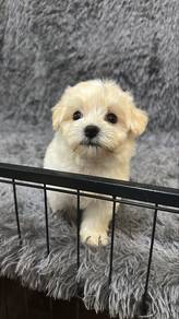 Maltipoo Male Puppy YM-1