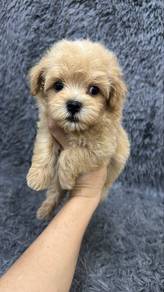 Maltipoo Male n Female Puppies M&F