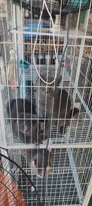 Bsh rehome