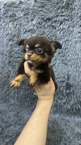 Chihuahua Male & Female Puppies M&F