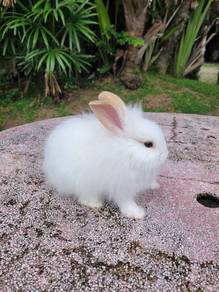 Rabbit Lionhead Teddy🐼🐼🐼