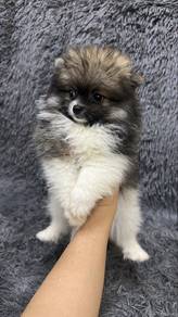 Fancy Color Pomeranian Female Puppy F6