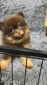 Chocolate Tan Female Pomeranian Puppy