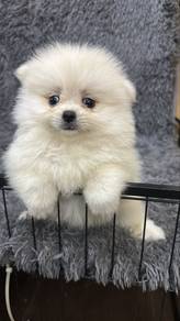 Female Pomeranian Puppy Cream White