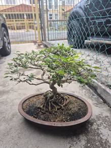 Bonsai Jeliti / Santalia / Anting Putri