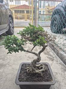 Bonsai Jeliti / Santalia / Anting Putri