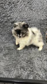 Blue Merle Male Pomeranian Puppy