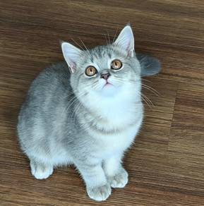 kucing BSH 