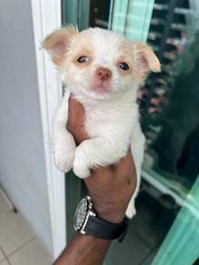 Chihuahua puppy =1