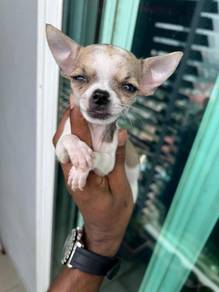 Chihuahua puppy =2