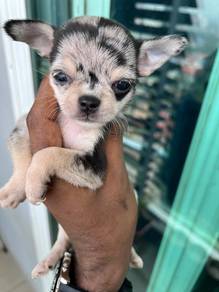 Chihuahua puppy =3