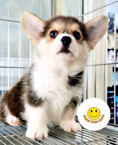 H-2366 Pembroke Welsh Corgi tri color haired