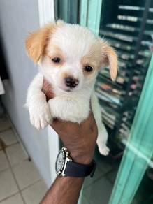 Chihuahua puppy =5
