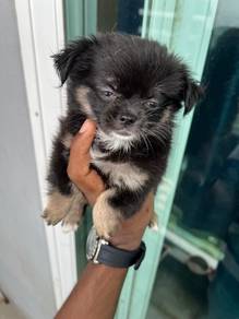 Chihuahua black and white =6
