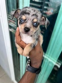 Chihuahua puppy =7