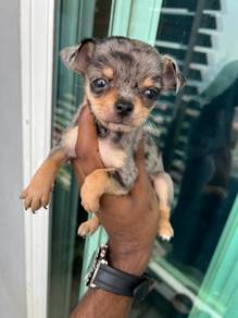 Chihuahua puppy =9