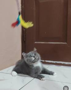 Bsh kitten Jantan