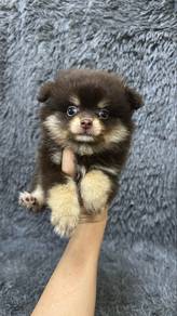 Chocolate Tan Male Pomeranian Puppy M-2