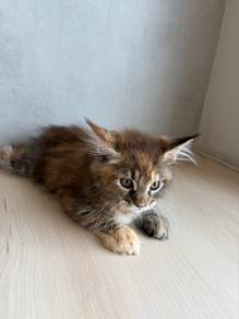mainecoon kitten available for rehoming 🏡