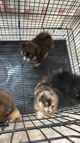 Pomeranian Male n Female Puppies F&M