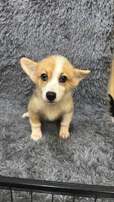Corgi puppies male & Female F1&M1