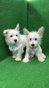 Westie Male & Female Puppies
