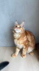 cat for sale mainecoon