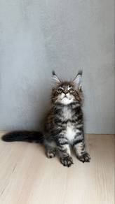 mainecoon kitten available for rehoming 🏡