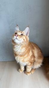 mainecoon available for rehoming 🏡