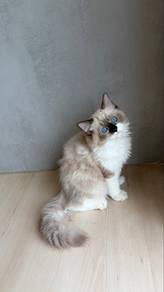 ragdoll kitten available for rehoming 🏡