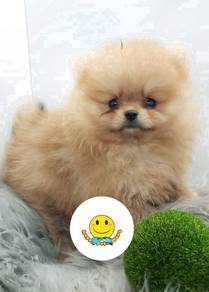 GE_888 PRETTY Pomeranian puppies