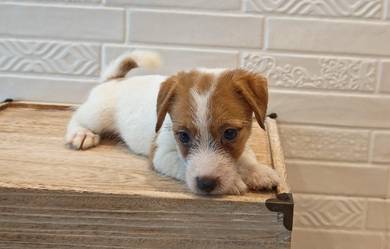 Broken Coat Jack Russell Terrier female puppy
