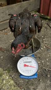 ayam ganoi betina
